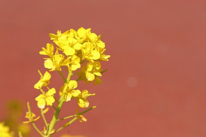 親の「幸せ」子の「幸せ」