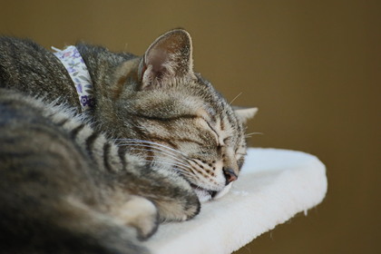 やっぱり「あなたのまま」がいい！