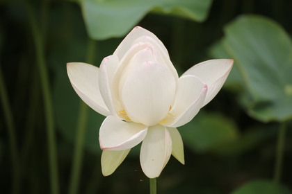 愛があるから「悲しい」