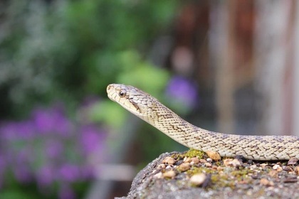 人間が嫌いな「ヘビ」