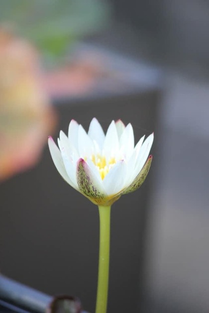 問題は「なんとかなる」