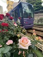 薔薇の季節